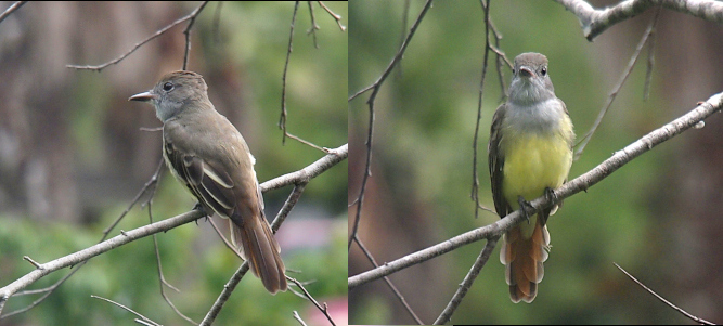 [Two photos spliced together. On the left the bird faces left with its streaks of white on its grey wings. On the right, the bird faces the camera. The grey on its head and neck, and the yellow of its belly are clearly visible. The tail feathers are splayed slightly showing the graduated feather lengths from the body to the end of the tail.]